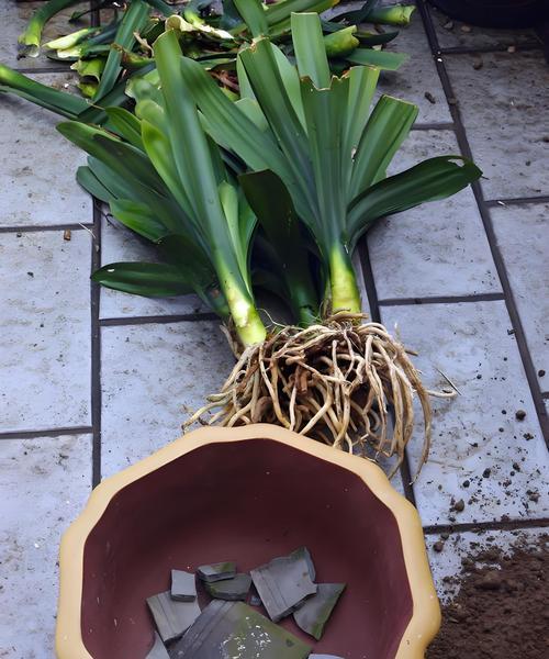 君子兰开节后修剪的最佳方法是什么？