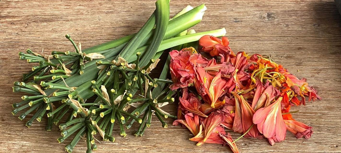 君子兰开节后修剪的最佳方法是什么？