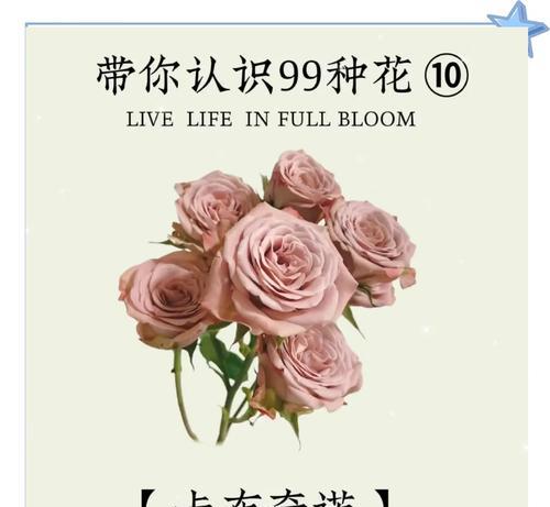 布偶玫瑰花的养护方法是什么？