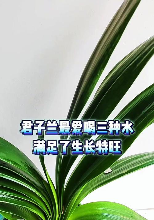 君子兰用大蒜水浇灌好吗？正确的浇水方法是什么？