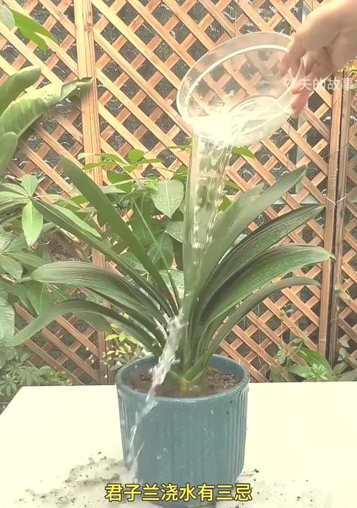 君子兰用大蒜水浇灌好吗？正确的浇水方法是什么？