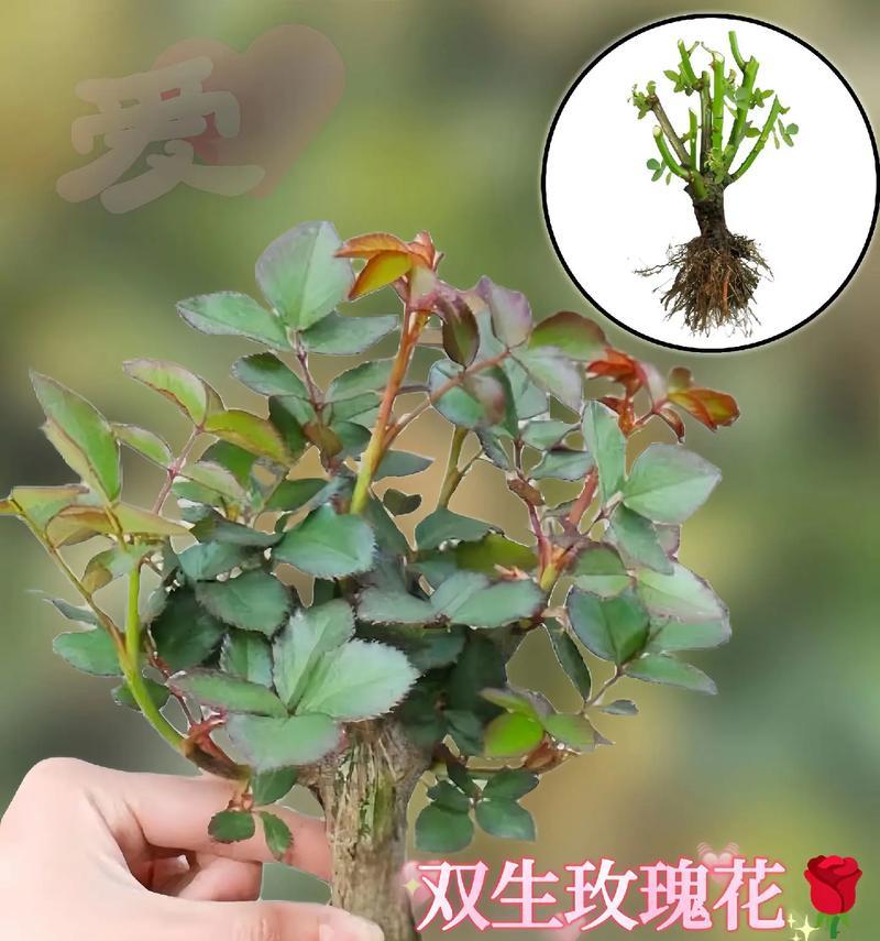 水中如何养护玫瑰花？水中养玫瑰花需要注意什么？