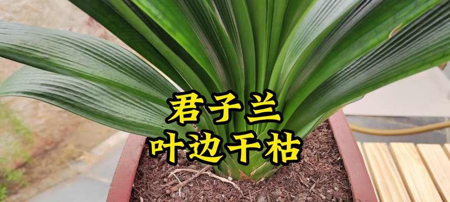 君子兰叶片出现黄褐色斑点如何处理？原因是什么？