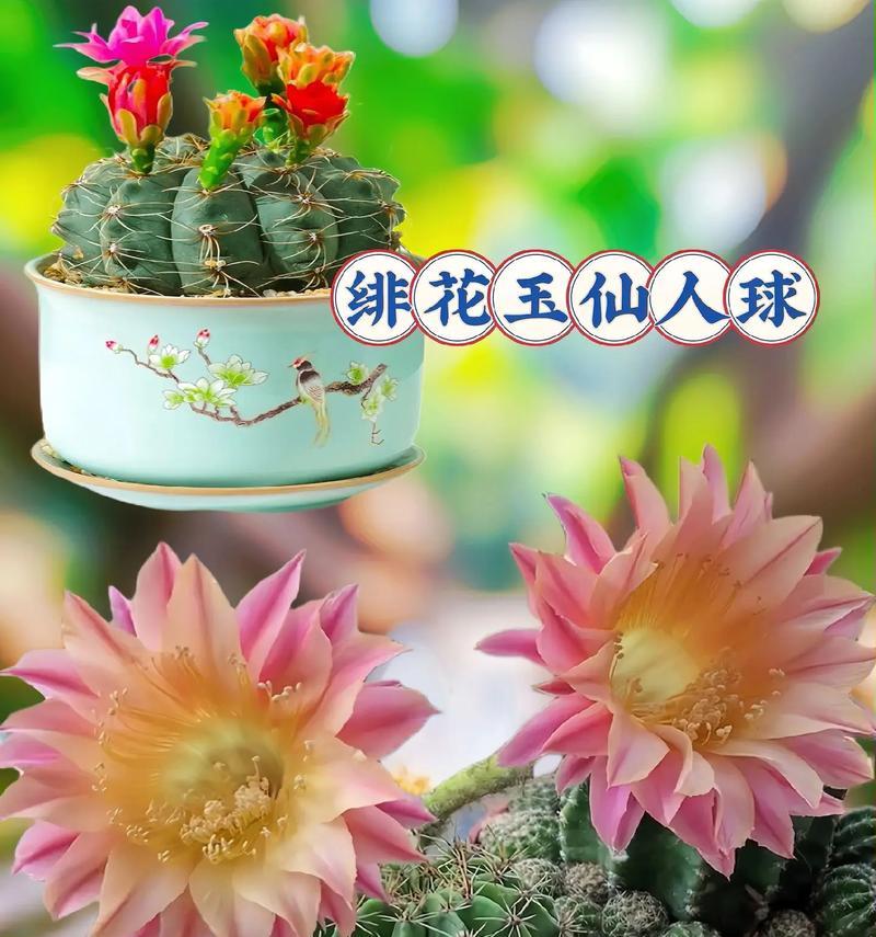 仙人球开花紫花怎么处理？