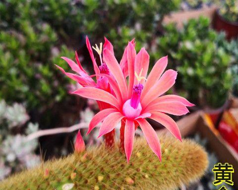 仙人掌毛花柱养护要点是什么？浇水频率如何掌握？