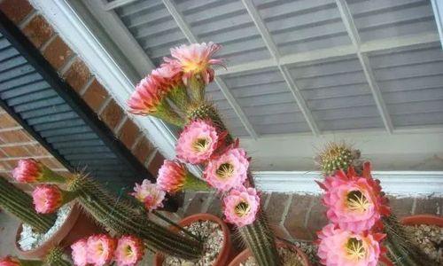 仙人掌毛花柱养护要点是什么？浇水频率如何掌握？