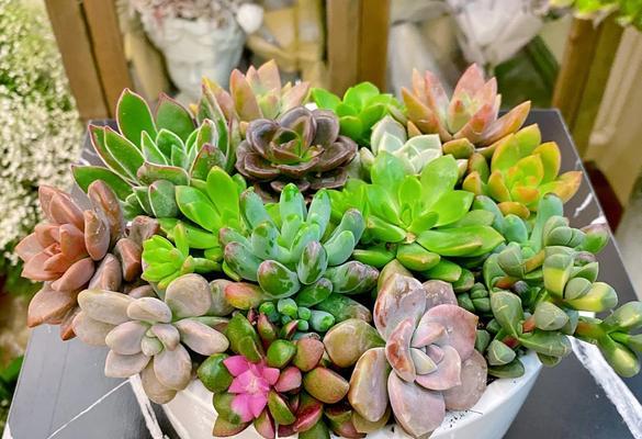 仙人掌毛花柱养护要点是什么？浇水频率如何掌握？