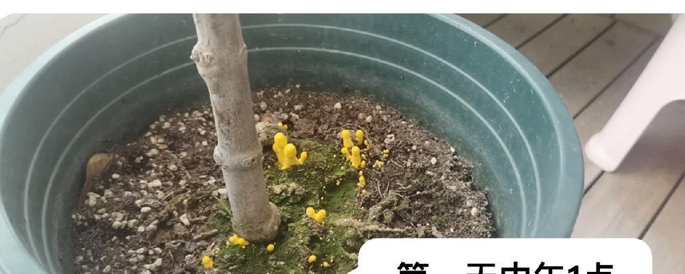 仙人球可以浇栀子乌龙茶吗？如何正确浇水？