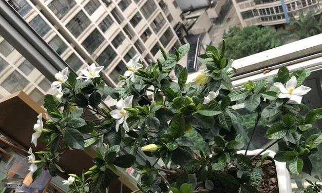 仙人球可以浇栀子乌龙茶吗？如何正确浇水？
