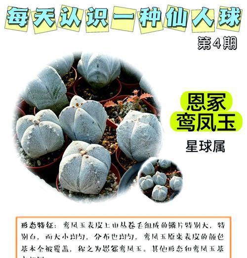 无刺丽光殿仙人球养殖方法是什么？有哪些要点？