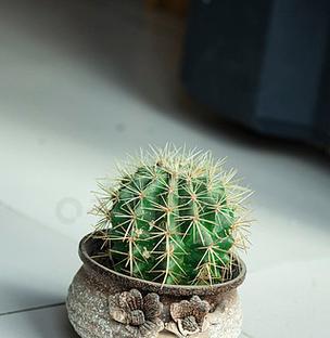仙人球绿植晶彩的养护技巧有哪些？