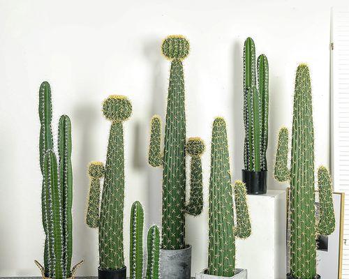 仙人球植大凤龙怎么养才能更好看？有哪些养护技巧？