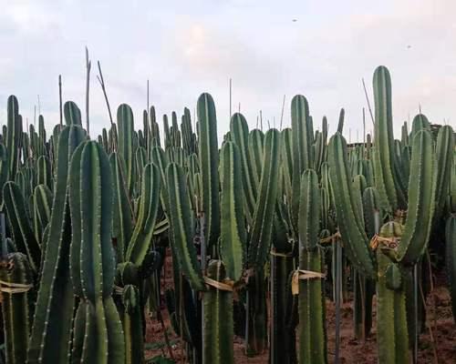 仙人球植大凤龙怎么养才能更好看？有哪些养护技巧？