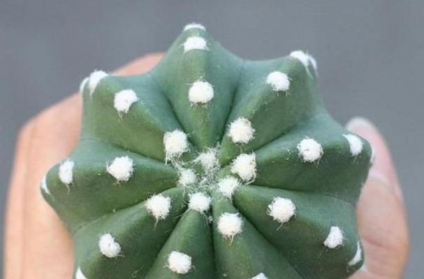 哪种仙人球品种最光滑？