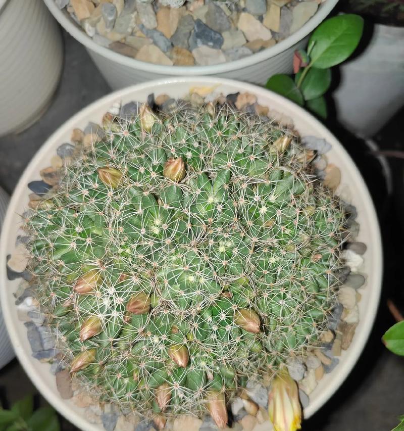 哪种仙人球品种最光滑？