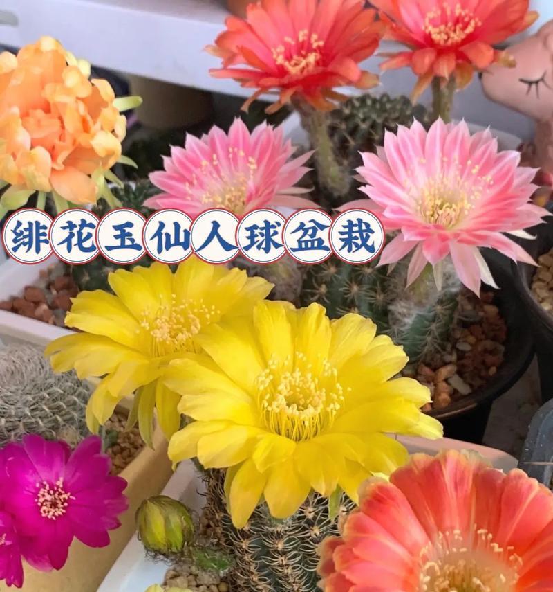 仙人球牡丹的养护和管理方法是什么？