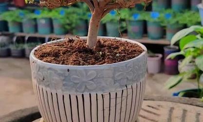 牡丹花地栽移植的正确方法是什么？如何提高成活率？