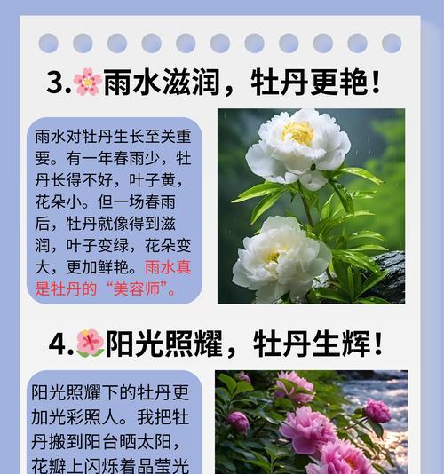 牡丹花地栽移植的正确方法是什么？如何提高成活率？