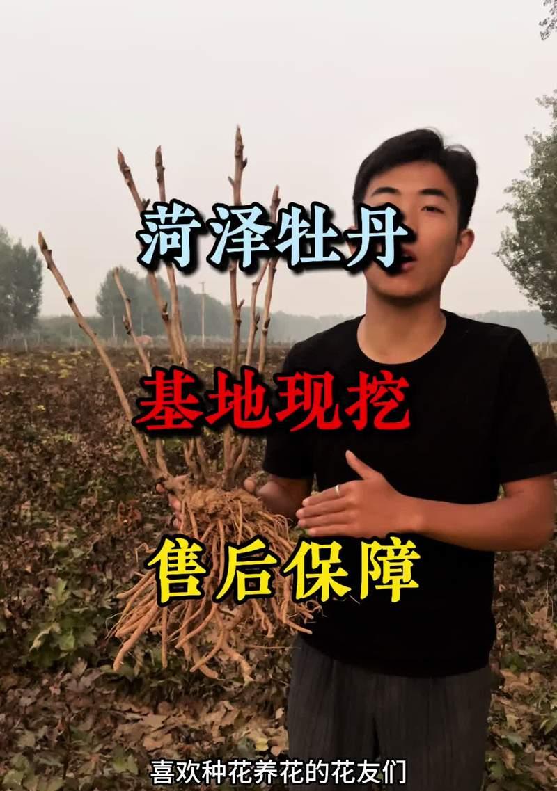 牡丹花地栽移植的正确方法是什么？如何提高成活率？