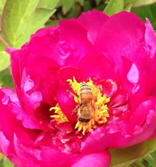 蜜蜂菜牡丹花的养殖方法是什么？需要注意什么？
