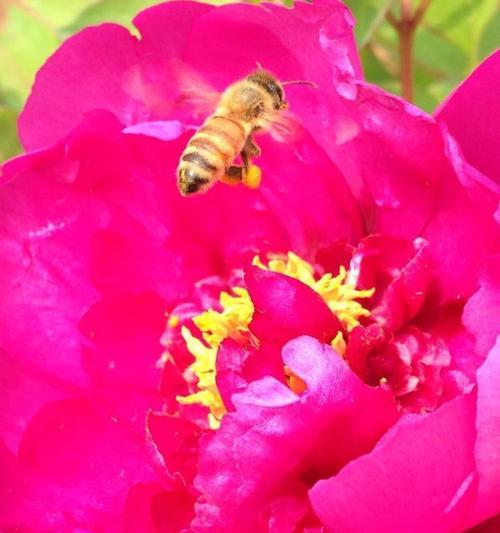 蜜蜂菜牡丹花的养殖方法是什么？需要注意什么？