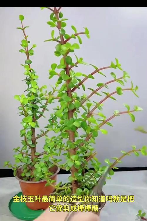 君子兰手工盆景养护技巧有哪些？如何保持其美观？