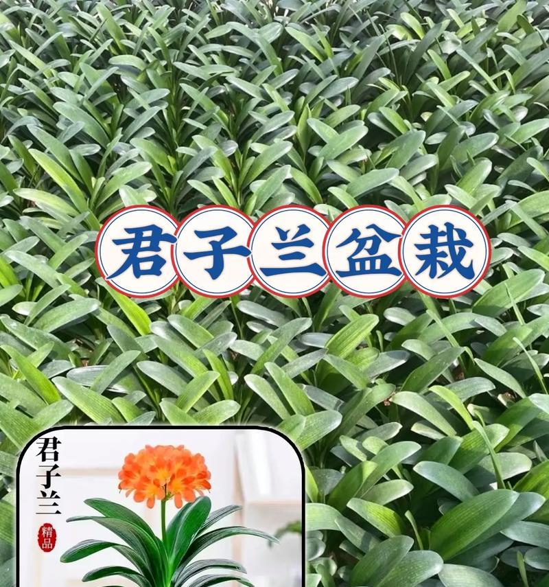 君子兰手工盆景养护技巧有哪些？如何保持其美观？