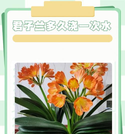 水培君子兰烂根的修复方法是什么？