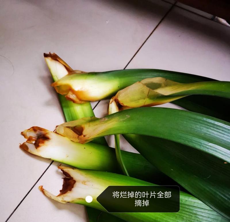 水培君子兰烂根的修复方法是什么？