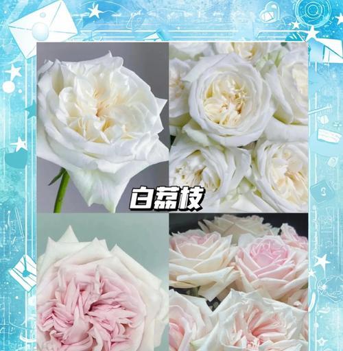 哪些玫瑰花品种最适合家庭养护？