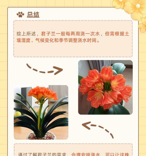 大棵精品君子兰的养护技巧是什么？如何保持其美观？