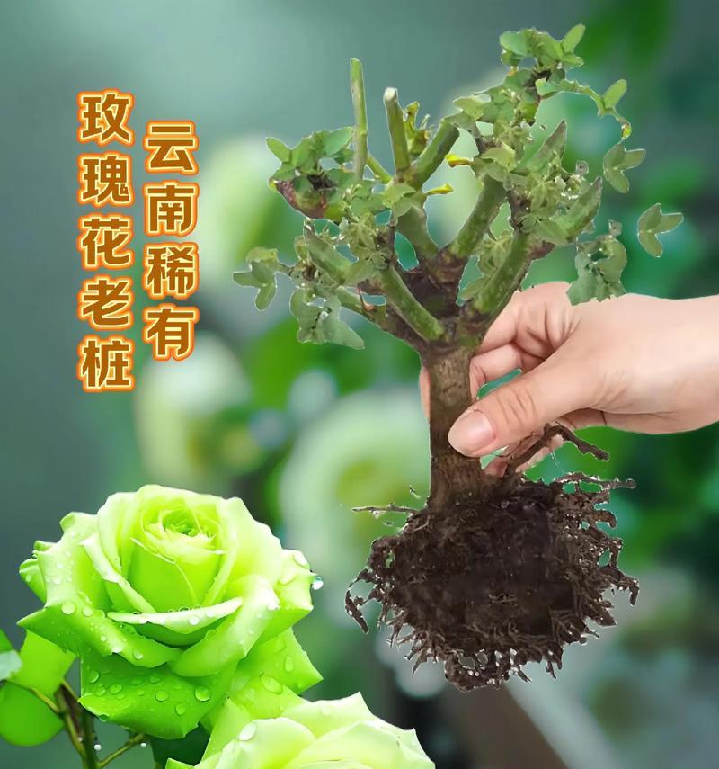 买来的玫瑰花怎么养活？养护技巧有哪些？