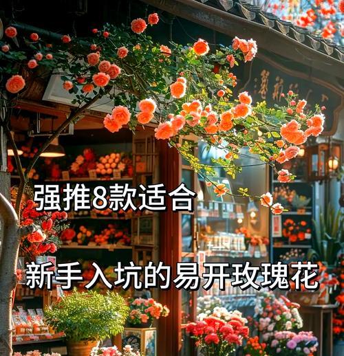 买来的玫瑰花怎么养活？养护技巧有哪些？