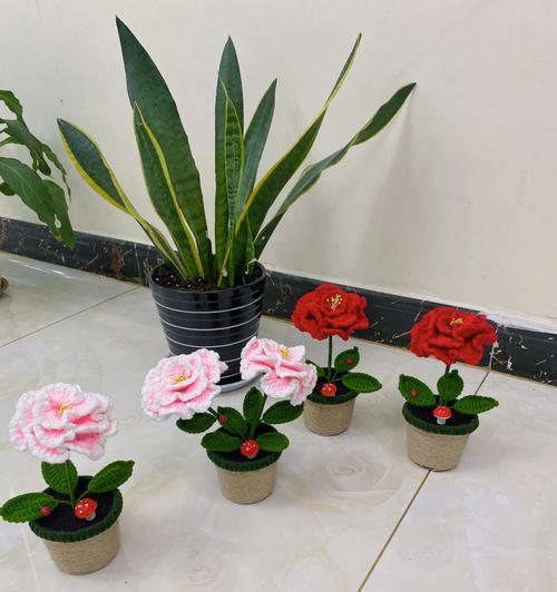 新买的牡丹花盆栽需要注意什么？