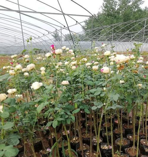 玫瑰花铁丝树桩的养护要点是什么？如何使其开出更多花朵？