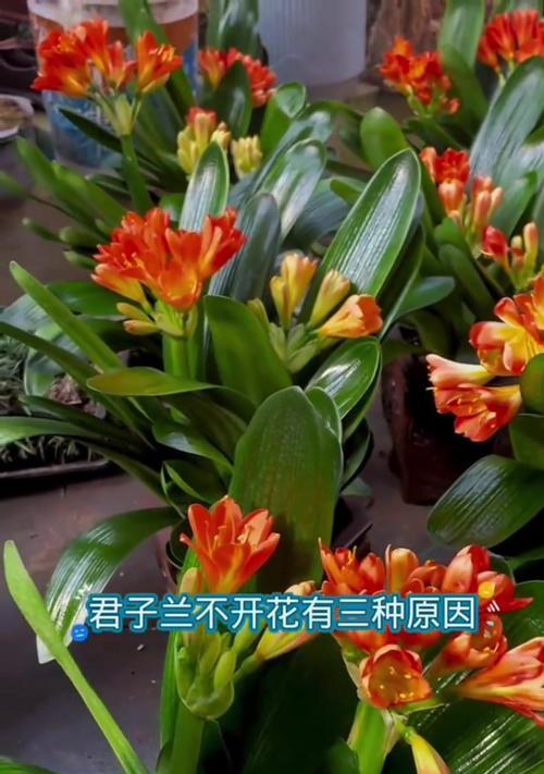 君子兰带花苞时的养护技巧是什么？