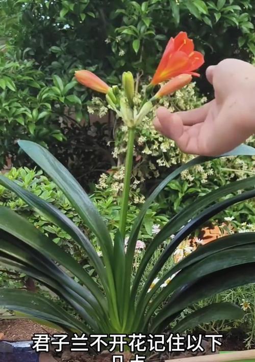 君子兰带花苞时的养护技巧是什么？