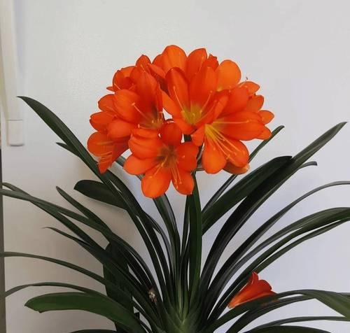 君子兰浇啤酒后开花的秘诀是什么？
