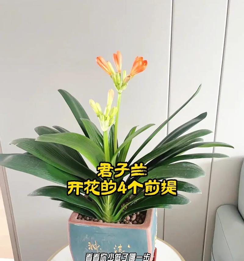 君子兰浇啤酒后开花的秘诀是什么？