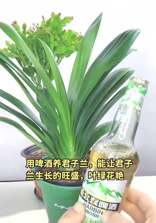 君子兰浇啤酒后开花的秘诀是什么？
