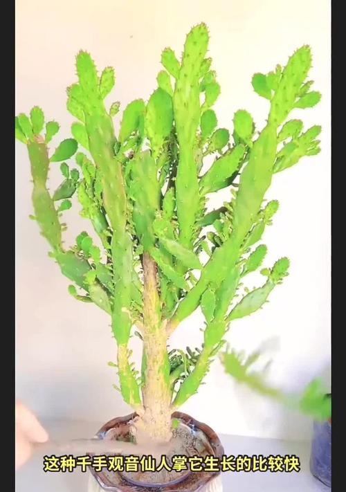 鱼缸中栽种仙人掌是否可行？如何在鱼缸中养护仙人掌？
