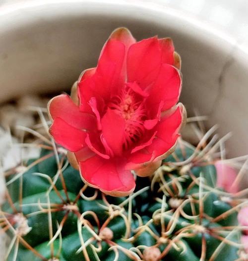 仙人球为何会开出红色的花？