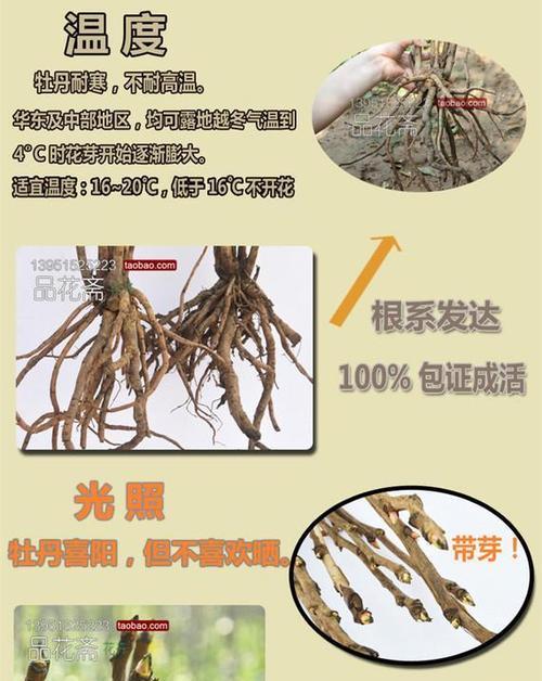 盆栽牡丹花软件的正确名称是什么？