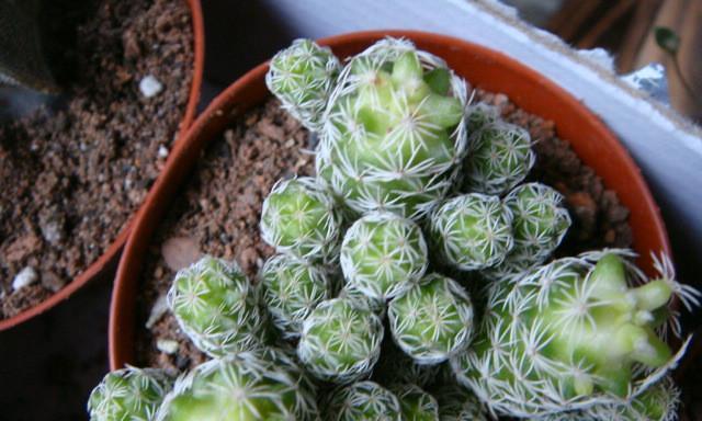 白鸟仙人球带盆养护要点有哪些？
