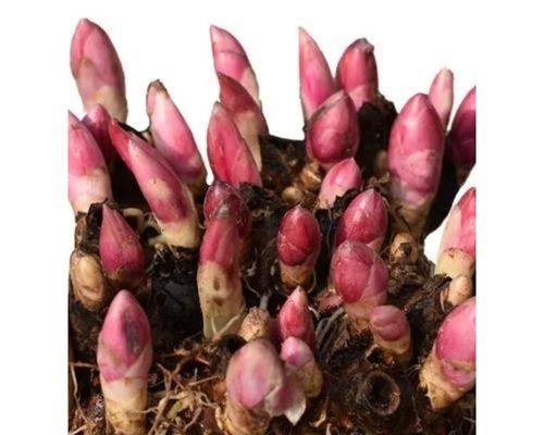 混色牡丹花鲜花的养护方法是什么？