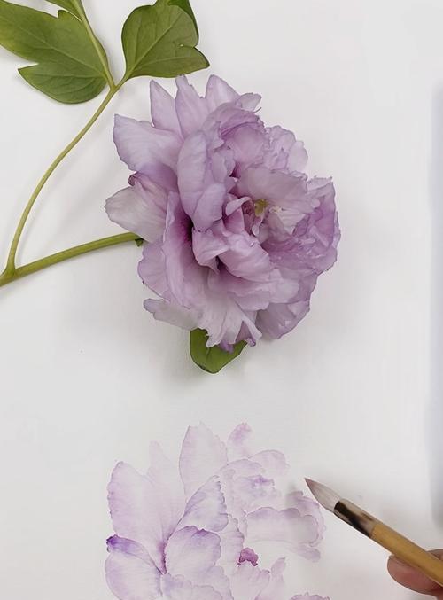 混色牡丹花鲜花的养护方法是什么？