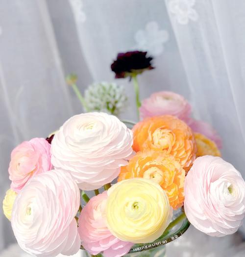 混色牡丹花鲜花的养护方法是什么？