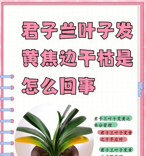 君子兰栽培浇不浇水怎么办？如何判断和处理？