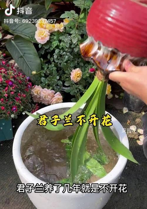 君子兰栽培浇不浇水怎么办？如何判断和处理？