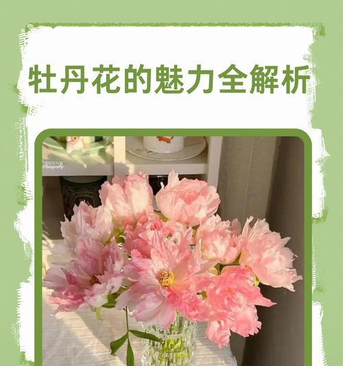 牡丹花怎么养才能活？需要注意哪些要点？